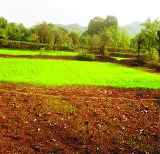 Trouble sowing rice | भात पेरण्या अडचणीत