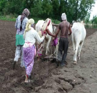 Due to the sowing crisis of 60 thousand hectares in Jalgaon | जळगावात 60 हजार हेक्टरवर दुबार पेरणीचे संकट