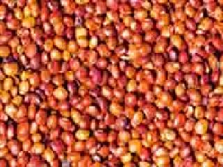14 thousand quintals of tur in farmers house | १४ हजार क्विंटल तूर शेतकऱ्यांच्या घरात पडून 14 thousand quintals of tur in farmers house | १४ हजार क्विंटल तूर शेतकऱ्यांच्या घरात पडून