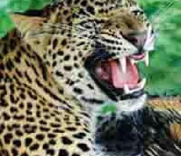 Hidos of leopard in Nimbora area | निंभोरा परिसरात बिबट्याचा हैदोस