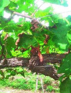 Grape damage due to air pollution of companies | कंपन्यांच्या वायुप्रदूषणामुळे द्राक्षबागांचे नुकसान