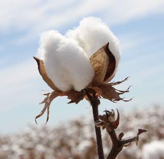 Country's first BG-2 cotton came! | देशातील पहिला बीजी-२ देशी कापूस आला!