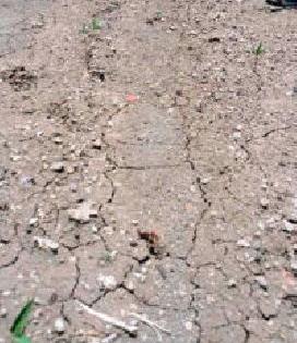 Farmers anxious with rain rush | पावसाच्या दडीने शेतकरी चिंतातूर