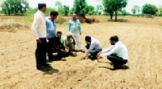 Now check the bogass seeds | आता बोगस बियाण्यांचा विळखा Now check the bogass seeds | आता बोगस बियाण्यांचा विळखा