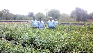 Seventy thousand seedlings ready for Hingangaon plantation! | हिंगणगावच्या रोपवाटिकेत सत्तर हजार रोपे सज्ज!