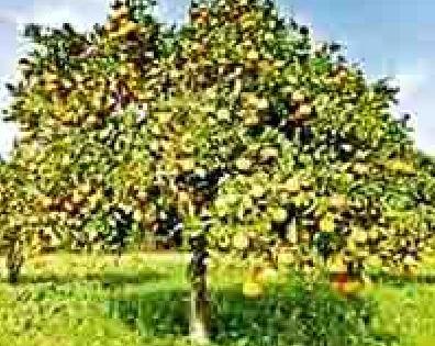 Tree trees need more emphasis on fruit trees | वृक्षलागवडीत फळझाडांवर भर आवश्यक