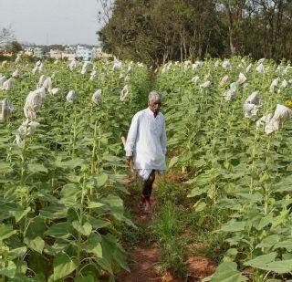 Land reforms in six districts | सहा जिल्ह्यांतील जमिनींची पुनर्मोजणी