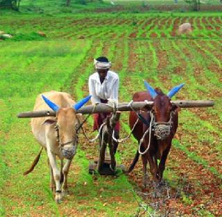 Good for farmers! 34 thousand crores of loan sanctioned | शेतक-यांसाठी खूशखबर ! 34 हजार कोटींच्या कर्जमाफीला मान्यता