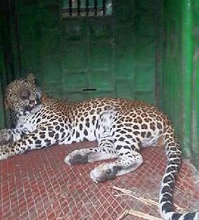 Leopard in Tarukhedale village: Dipad taluka | तारुखेडले गावात बिबट्या जेरबंद : निफाड तालुका