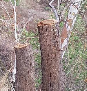 Shedding of trees in the spreading Ghat | पसरणी घाटात होतेय राजरोसपणे वृक्षांची कत्तल