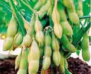 Soybean planting technology is important | सोयाबीन लागवड तंत्रज्ञान महत्त्वाचे