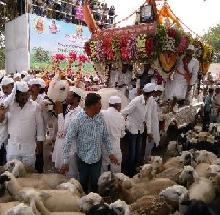 Range of the typical goats of Tucobha | तुकोबांच्या रथाला वैशिष्ट्यपूर्ण मेंढ्यांचे रिंगण