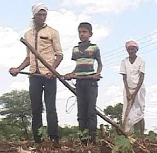 Heartily! Baliarajan otala jumla grandson grandson and child | हृदयदावक! बळीराजानं औताला जुंपलं नातू आणि मुलाला