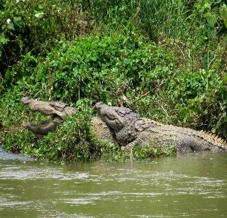 Pancreas panic in Terekhol river bed | तेरेखोल नदीपात्रात मगरींची दहशत