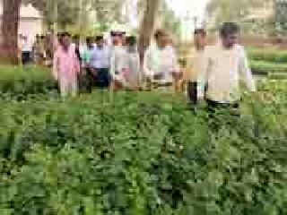 Tour Nursery: | फेरफटका नर्सरीचा : Tour Nursery: | फेरफटका नर्सरीचा :