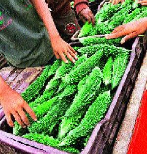 Wani area costs Rs 35! | वणी परिसरात कारले ३५ रुपये किलो !