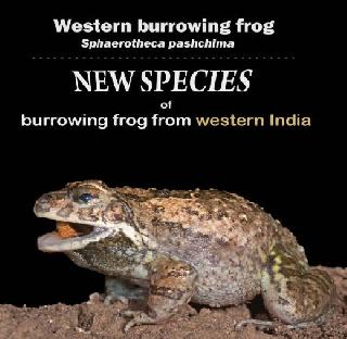 The discovery of new species of frogs, named as Sprothika West | बेडकाच्या नव्या प्रजातीचा शोध, स्पेरोथिका पश्चिमा असे नामकरण