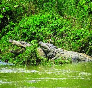 Pancreas panic in Terekhol river bed | तेरेखोल नदीपात्रात मगरींची दहशत