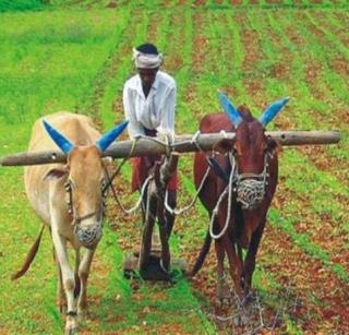 'Grant subsidy for regular payday farmers' | ‘नियमित कर्जफेड करणाऱ्या शेतकऱ्यांचे अनुदान वाढवा’