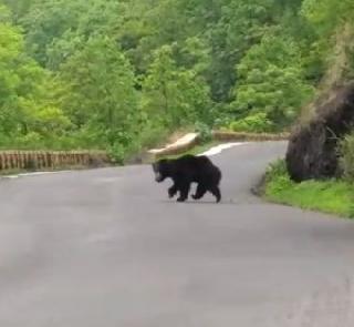 VIDEO - Due to the sudden deletion of a bear, a sudden bear blew up | VIDEO - दरड हटवताना अचानक अस्वल आल्याने उडाली तारांबळ