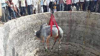 Bull survivors survived the well! | विहिरीत पडलेल्या वळूचे प्राण बचावले!