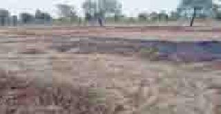 Due to rain dough, paddy sowing delay | पावसाची दांडी, धान पेरणीला विलंब Due to rain dough, paddy sowing delay | पावसाची दांडी, धान पेरणीला विलंब