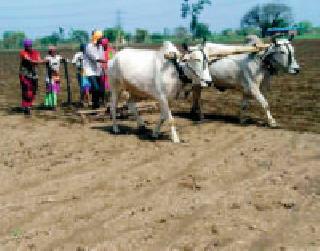 Due to the drought, the crisis of sowing will be resolved soon | पावसामुळे दुबार पेरणीचे संकट तूर्तास टळणार