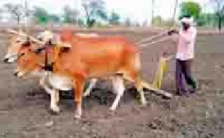 82% sowing in the subdivision subdivision | पांढरकवडा उपविभागात ८२ टक्के पेरणी 82% sowing in the subdivision subdivision | पांढरकवडा उपविभागात ८२ टक्के पेरणी