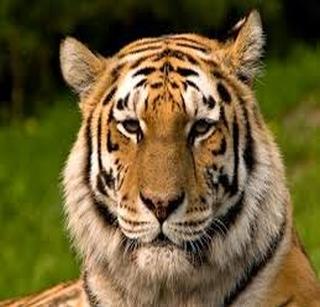 Beware if tigers leave the 'cannibal' | ‘नरभक्षक’ सोडून दुसराच वाघ मारल्यास खबरदार!