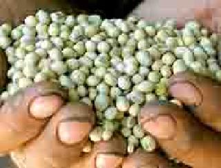 Smuggled seeds from Telangana | बंदी घातलेल्या बियाण्यांची तेलंगणातून तस्करी