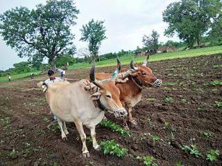 Soya bean harvested by farmers! | शेतकऱ्यांनी सोयाबीन पीक वखरले!