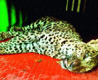 In the possession of a sick leopard | आजारी बिबट्याला घेतले ताब्यात