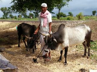 Agusta grandson and child solder: The help of agriculture department | औताला नातू व मुलाला जुंपणा:या बळीराजाला कृषीविभागाचा मदतीचा हात