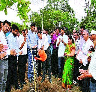 One lakh 90 thousand saplings are planted in Jalgaon district | जळगाव जिल्ह्यात एक लाख 90 हजार वृक्ष लागवड