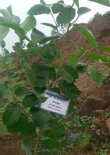 Tree Planters 'Nameplate' on each tree | प्रत्येक झाडावर लावली वृक्षारोपण करणाऱ्याची ‘नेमप्लेट’