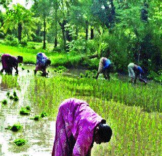 Start the first stage rice planting season | पहिल्या टप्प्यातील भात लावणी हंगामाला प्रारंभ