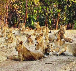 The lion's garb at the delivery of the woman | महिलेच्या प्रसूतीच्या वेळी सिंहांचा गराडा