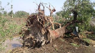 The 'OFC' digging trees on the 'radish' | ‘ओएफसी’चे खोदकाम वृक्षांच्या ‘मुळा’वर