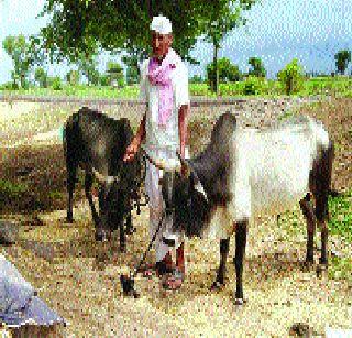 The boy, the son of the bridegroom, who barked! | मुलगा, नातवासह वखर ओढणाऱ्या बळीराजाला बैलजोडी!