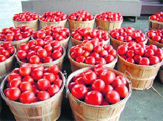 Wheat Tomatoes demand in Gujarat | वणीच्या टमाट्यांना गुजरातमध्ये मागणी