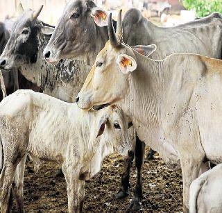 Government should give subsidy | गो-पालनासाठी शासनाने अनुदान द्यावे!