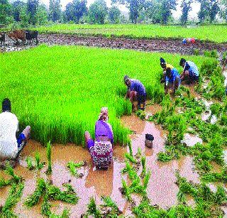 Complete 40 percent rice application in the district | जिल्ह्यातील ४० टक्के भात लावण्या पूर्ण