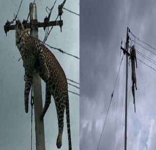 Death of a leopard on an electric pillar | विजेच्या खांबावर चढलेल्या बिबट्याचा मृत्यू