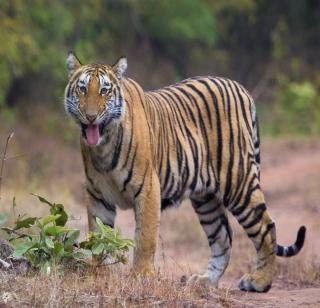 Are they handing over the tigers to compensate? | नुकसान भरपाईसाठी वृद्धांना करतात वाघाच्या हवाली?