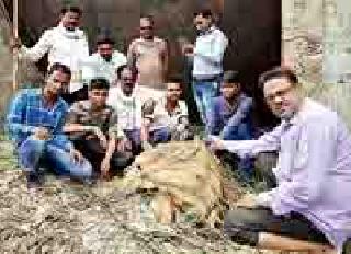 'Mitra' saved Nilgai's life | ‘मैत्र’ने वाचविले निलगाईचे प्राण