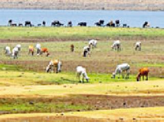 12 projects dry during monsoon | पावसाळ्यात १२ प्रकल्प कोरडे