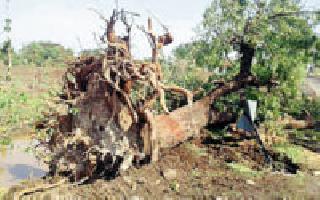 The 'OFC' digging trees on the 'radish' | ‘ओएफसी’चे खोदकाम वृक्षांच्या ‘मुळा’वर