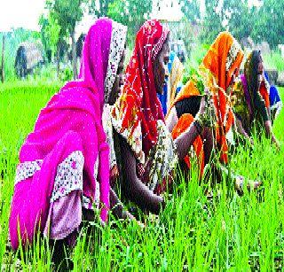 Farmer-farmer-the plight of the laborers and the direction of development | शेती-शेतकरी-शेतमजुरांची दुर्दशा नि विकासाची दिशा