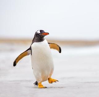 Penguin Darshan Mahalgale in Queen's Garden | राणीच्या बागेत पेंग्विन दर्शन महागले