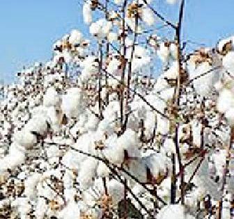 Text to soyabean, Cotton likes it | सोयाबीनकडे पाठ, कापसाला पसंती Text to soyabean, Cotton likes it | सोयाबीनकडे पाठ, कापसाला पसंती